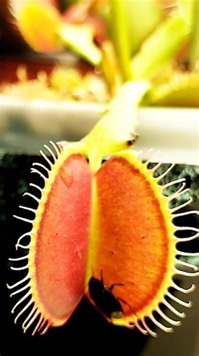 This Carnivorous Plant Just Ate a Beetle! 😱🌱