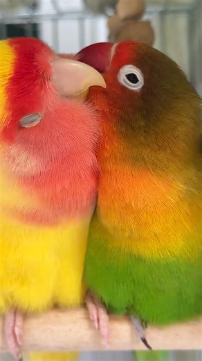 So so amazing parrots | Feel the Birds