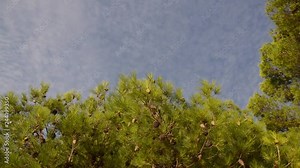 Pine trees on the beach with clouds and sky behind. Water reflection on a tree. Branch of pine with green needles and conifer cone at summer sunlight. Close up