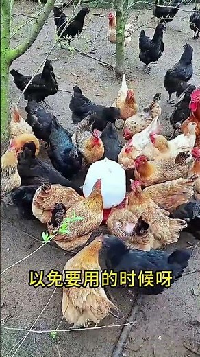 Chicken Farming Tips & Knowledge for Beginners#ChickenFarming #PoultryFarm