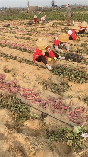 Modern Vegetable Farming in Action 🥦🚜#usa #farming #shorts
