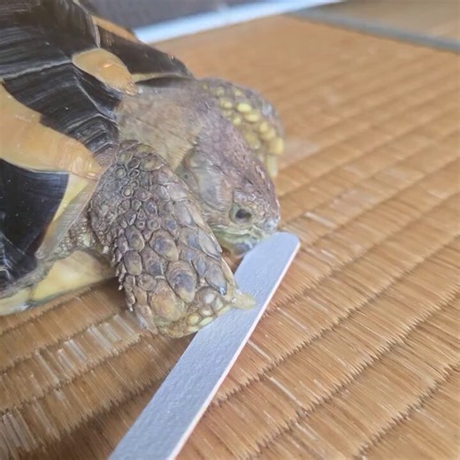 リクガメ、クチバシが伸びてきてるのが気になって最近爪用のヤスリでちょっかいをかけ続けているのだけど、とうとう自分から整えだしてアツい。