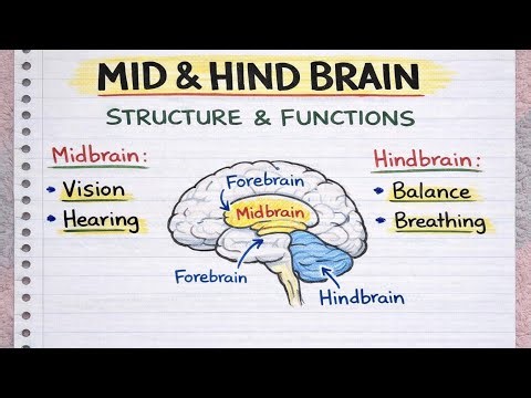 Midbrain & Hindbrain Explained | Human Brain (Full Lecture)