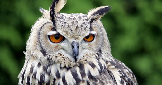 ‘Oehoe’ hoorden we aan de andere kant van de tuinmuur