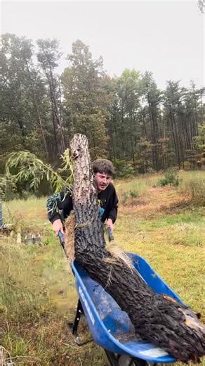 luke alexander kolafa on Instagram: "*Pt3 is now out, Airlayering the tree* Planting the Dreadnaught Willow after propagating for three months 🧙🏻‍♂️🌳⚔️🏰 Definitely wasn’t prepared… should’ve checked the weather forecast 😅 I’ll be back in a day or two to finish the job properly — let me know if you have any tips for tackling this behemoth! #willowempire #willow #tree #plants #propagation #garden #bonsai #nature #livingart #wizard"