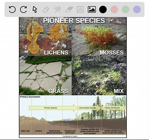 species are the first to colonize a new habitat. | Numerade