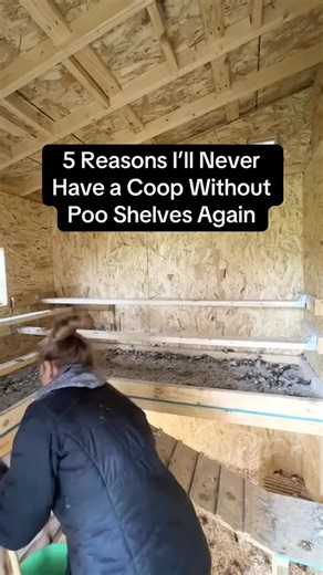 Poo shelves = less mess, less smell, and happier hens 🧹🐓 Seriously… you’ll never go back. #chickens #backyardchickens #raisingchickens #chickentips #crazychickenlady #chickencoop #farmlife #homestead | Beth/City Life to Farm Life