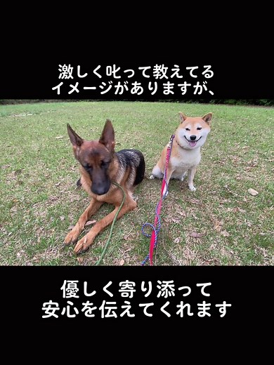 #犬のしつけ #ドッグトレーナー #ドッグトレーニング #dog #YouTubeチャンネル登録 #インスタフォロー#お願いします