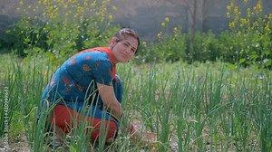 Smiling Indian female laborer plucking fresh vegetables from her green field. Agricultural worker wearing traditional clothes working outdoor in a countryside farm area - farmer lifestyle