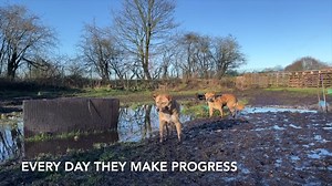 The rehabilitation of Aleesha and Alice - their progress over the last 10 weeks. Everyone remembers the Christmas Dinner video of this mum and daughter. They would never have got out of their Bosnian shelter or made progress if left alone together. Two frightened dogs usually reinforce each other’s fears. They get stuck in a world of hiding and repetitive behaviours and need help to learn to be dogs again. That’s where our pack come in. They still have a long way to go but they are already unrec
