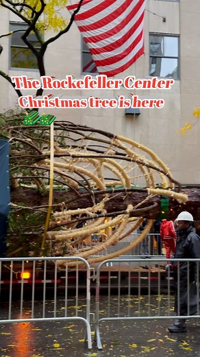 The Rockefeller Center Christmas Tree Has Arrived! 🎄 | Christmas in New York 2025 . . #newyork #christmastree | New York City Usa