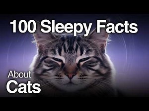 The Most Relaxing Facts About Cats to Fall Asleep To