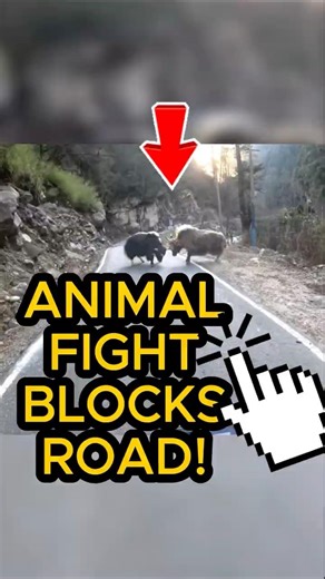 Biker ANIMAL FIGHT Blocks The ROAD! #trends