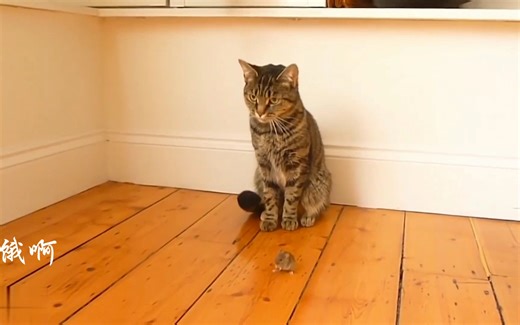 真实的猫捉老鼠视频，有意思。