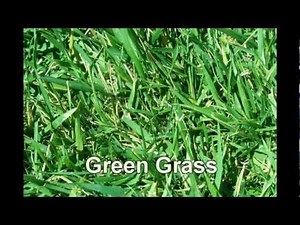 Learn Colors for Kids & Toddlers Video