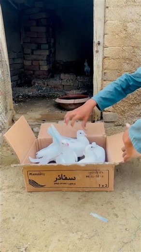Bought 5 New Beautiful Sialkoti Safaid Kabootar! 🕊️ | New Pigeons Setup
