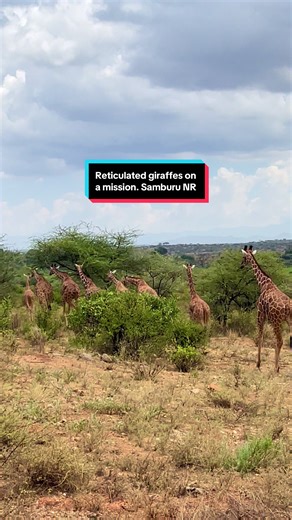 Ten adult reticulated giraffes. Moving together. Same direction. Same pace. Through the Samburu escarpment, this felt less like wandering — and more like a mission. #AfricanWildlife #SafariMoments #giraffe #WildlifeBehavior #magicalkenya