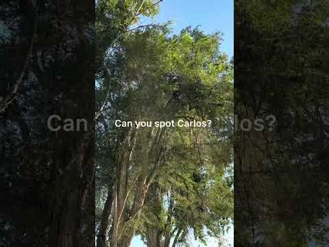 “Complete Tree Property line weight reduction | Watch the Transformation!”