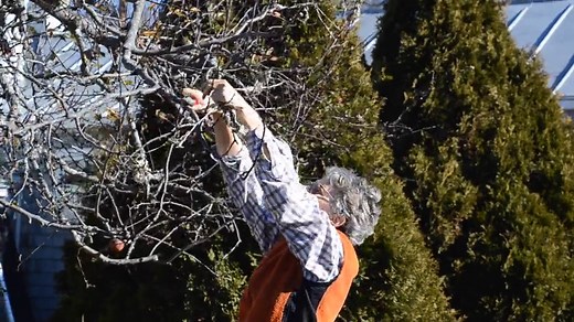 Browntail Moth - Euproctis chrysorrhoea (L.)
