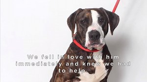 It’s #TenDollarTuesday and we have another pup who really needs your help! bit.ly/WWxArgos Argos is a unique looking pitbull/hound mix with sad soulful eyes. Perhaps his expression reflects his pain - Argos has really bad hips, probably born this way. He's approximately 3 years old and has likely suffered with this malformity his whole life. The hip joints are so out of alignment, it's painful to watch him walk. One hip joint is beyond traditional repair methods, but the other joint can be repai