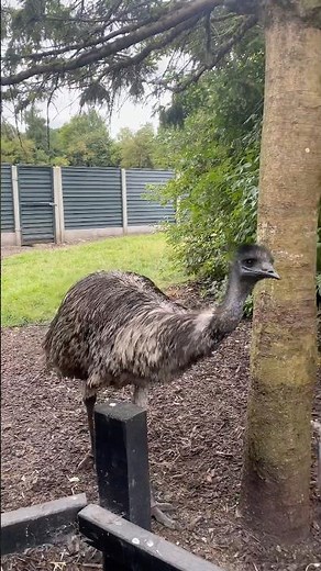 These Giant Birds Are Emus! 🪶 | Glendeer Pet Farm Ireland 🇮🇪