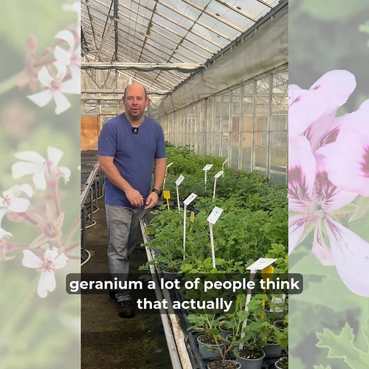 Scented Geraniums make for some amazing indoor plants over the...