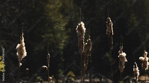 Cattails in a pond in Ontario, Canada.