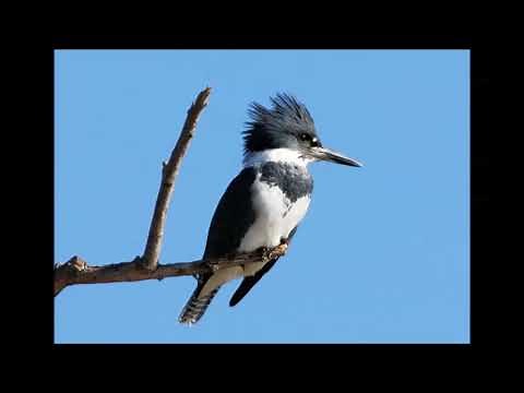 Belted Kingfisher - Sound, Call, Song, Voice, And Other Noises Made By The Bird