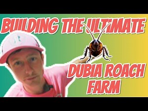 DUBIA ROACH FARMING (How To Set Up Your Dubia Roaches) #reptofam
