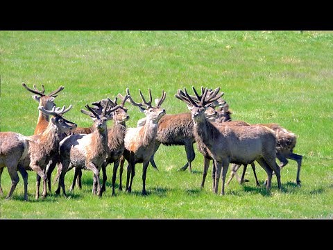 Red deer Stag herd with growing antlers by Dee in the Cairngorms National Park, Scotland, May 2025
