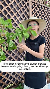 Cilantro propagation tips #gardensofinstagram #gardenplants #gardenviews #gardenersparadise #gardenista | Gardening Loverr | Facebook