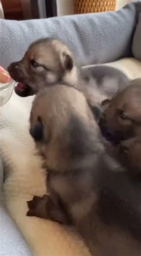 Miniature Wolf Pups: From Predators to Playful Pets #MiniWolves #PetPlaytime #GentleGiants