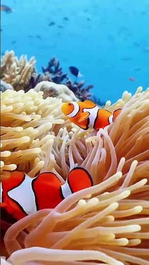 Deep Ocean Escape | Relaxing Underwater Views & Sea Sounds