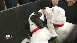 Adorable Basset Hound puppies up for adoption