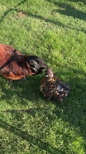 12K views · 1.1K reactions | These baby chicks are starting to look like chickens now… | Lone Star Dog Ranch & Dog Ranch Rescue | Facebook