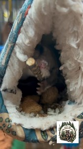 Southern flying squirrels. A lot of people don’t even realize that we have flying squirrels in Florida. They are a small nocturnal mammal found in eastern US forests that glides up to 300 feet using a furry membrane called a patagium. Weighing only 2-3 ounces, they use their tails as rudders for steering, can make 90-degree turns, and huddle together in winter for warmth. Southern flying squirrels do not fly like birds; they glide, losing elevation as they travel from high points to lower ones. 