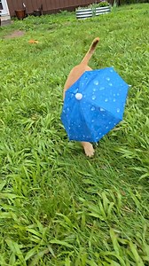 97K views · 2.9K reactions | Minion's umbrella struggles #narrowayhomestead #theoneandonlyminion #farmdog #umbrella | Nate Petroski | Facebook