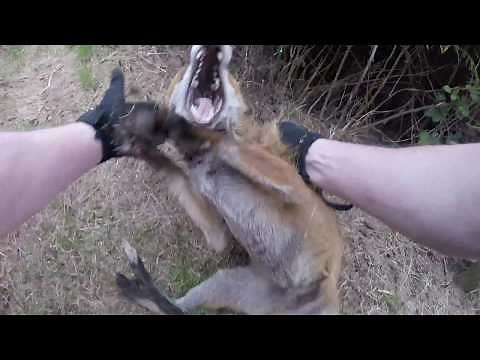Howth Dog Attack FOX