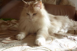 Turkish Angora Kittens for Sale & Cats for Adoption | Sweetie Kitty - 2026