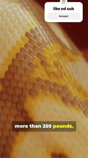 The Reticulated Python:Earth’s Longest Killer Snake