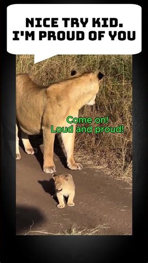 Cute Lion cub scares hooman with roar #short