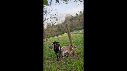 Flower the goat gets stuck chasing greener grass—Her great escape sparks a barnyard dance party