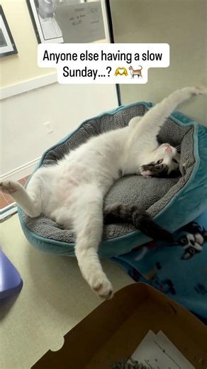 Biggg stretchh 😽💓 Newbie is enjoying a slow morning…🌞