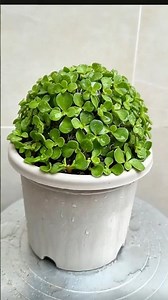 Genius Succulent Styling Ideas You Must Try! 💡🌱