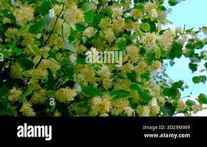 Linden trees bloom in the garden. Selective focus. nature.