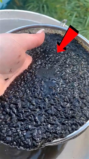 She Bought Strange Eggs… Then Frogs Took Over 🐸😳