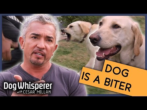 Cesar Millan Gets Bitten By Dog! | Season 9 Episode 12 | Dog Whisperer