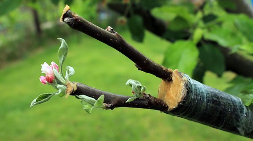A Beginner's Guide To Grafting Fruit Trees (And Common Mistakes To Avoid) - House Digest