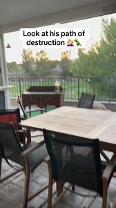 Another day with the furniture moving dinosaur 😂🦖#africansulcata #wildanimals #bulldozer #destructive #basketball | Jessica Lovins-froman