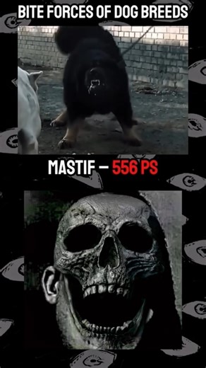 BITE FORCES OF DOG BREEDS ☠️☠️👽 #shorts #viral video #shortvideo #short